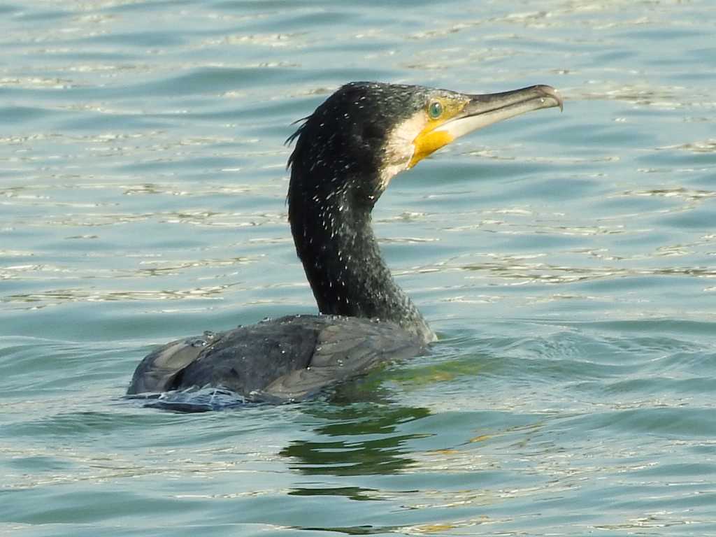 Great Cormorant