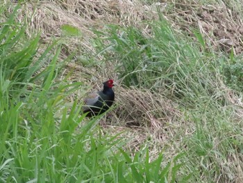 2022年6月12日(日) 浅川の野鳥観察記録