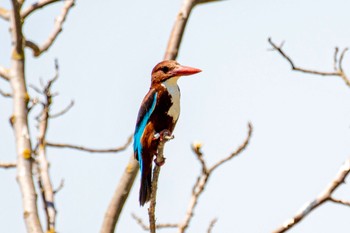 White-throated Kingfisher イスラエル Sat, 6/11/2022