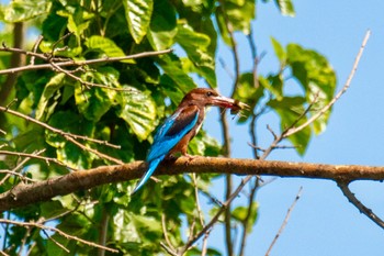 White-throated Kingfisher イスラエル Sat, 6/11/2022