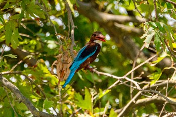 White-throated Kingfisher イスラエル Sat, 6/11/2022