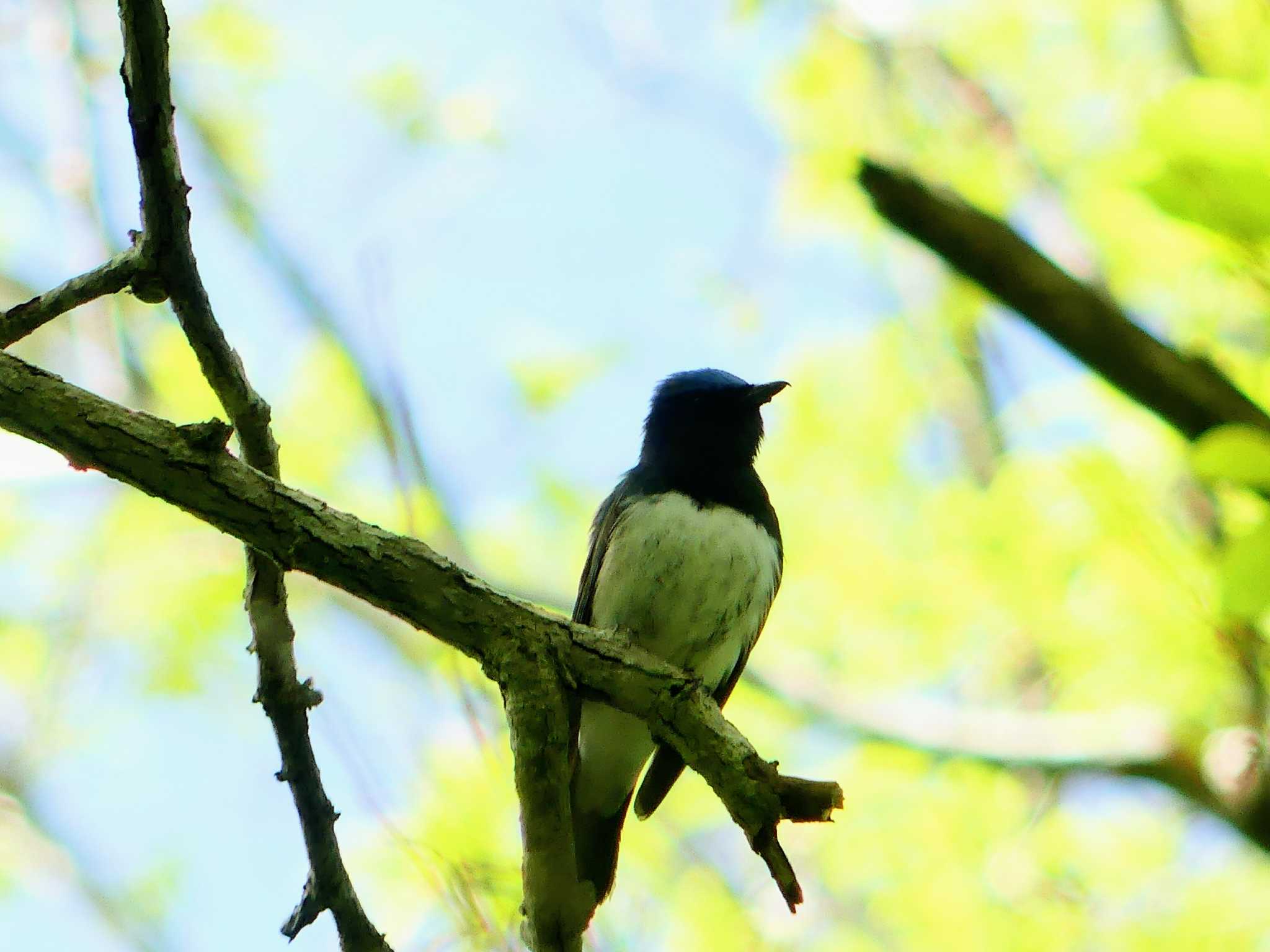 Blue-and-white Flycatcher