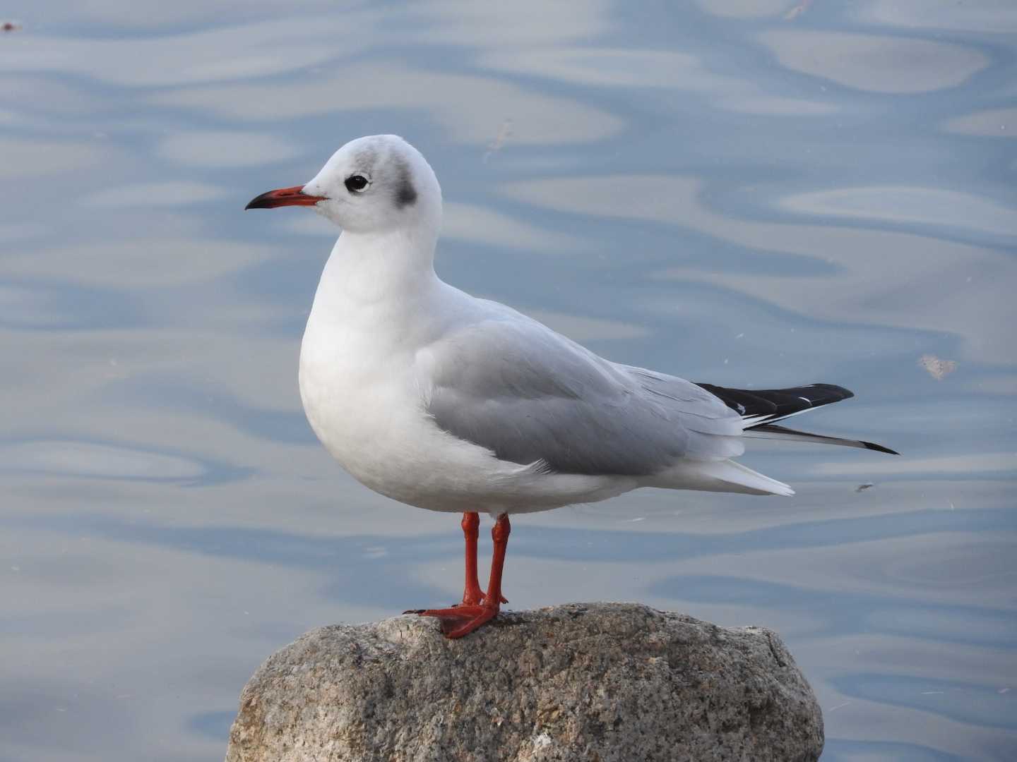 ユリカモメ