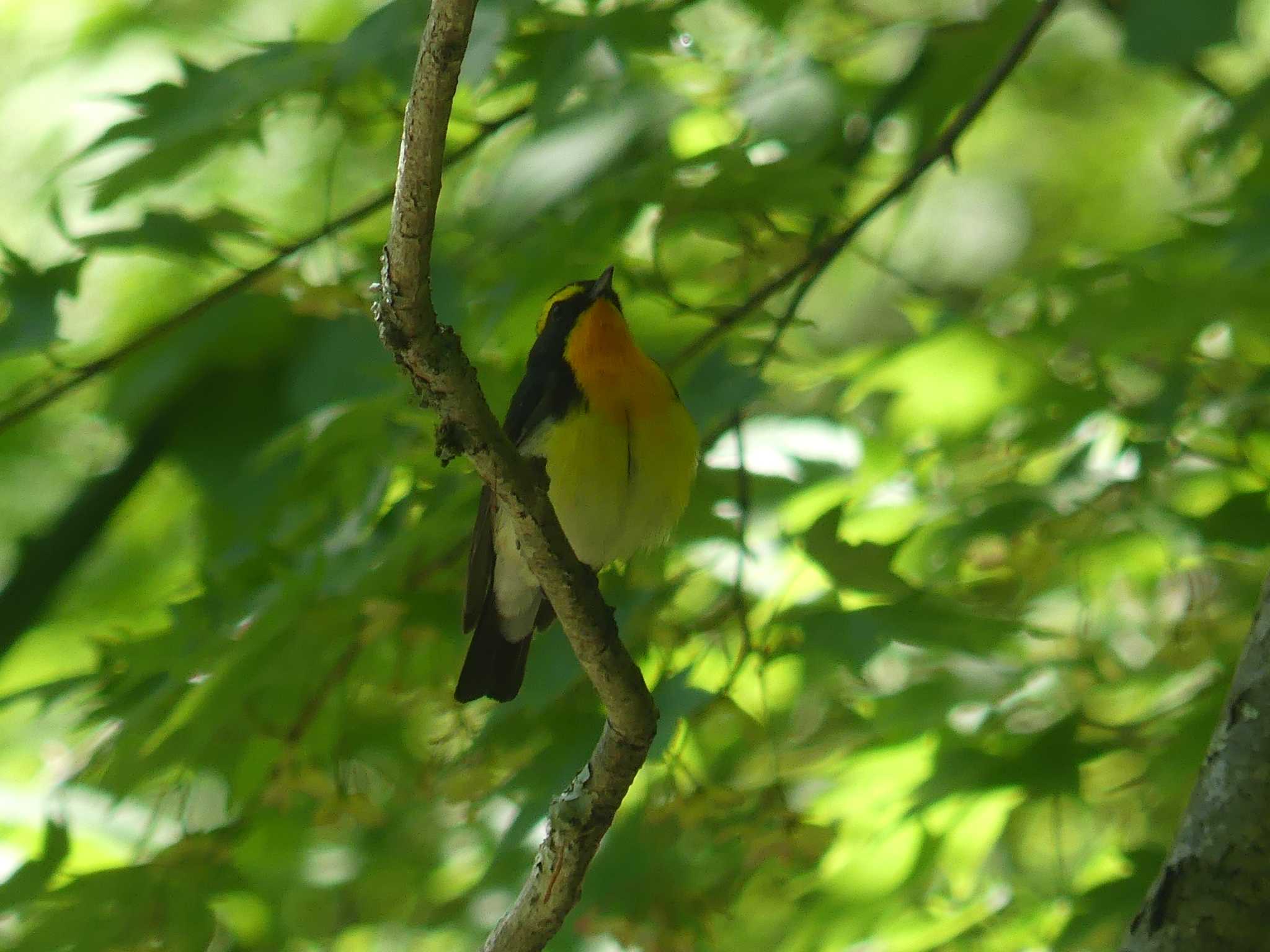 Narcissus Flycatcher