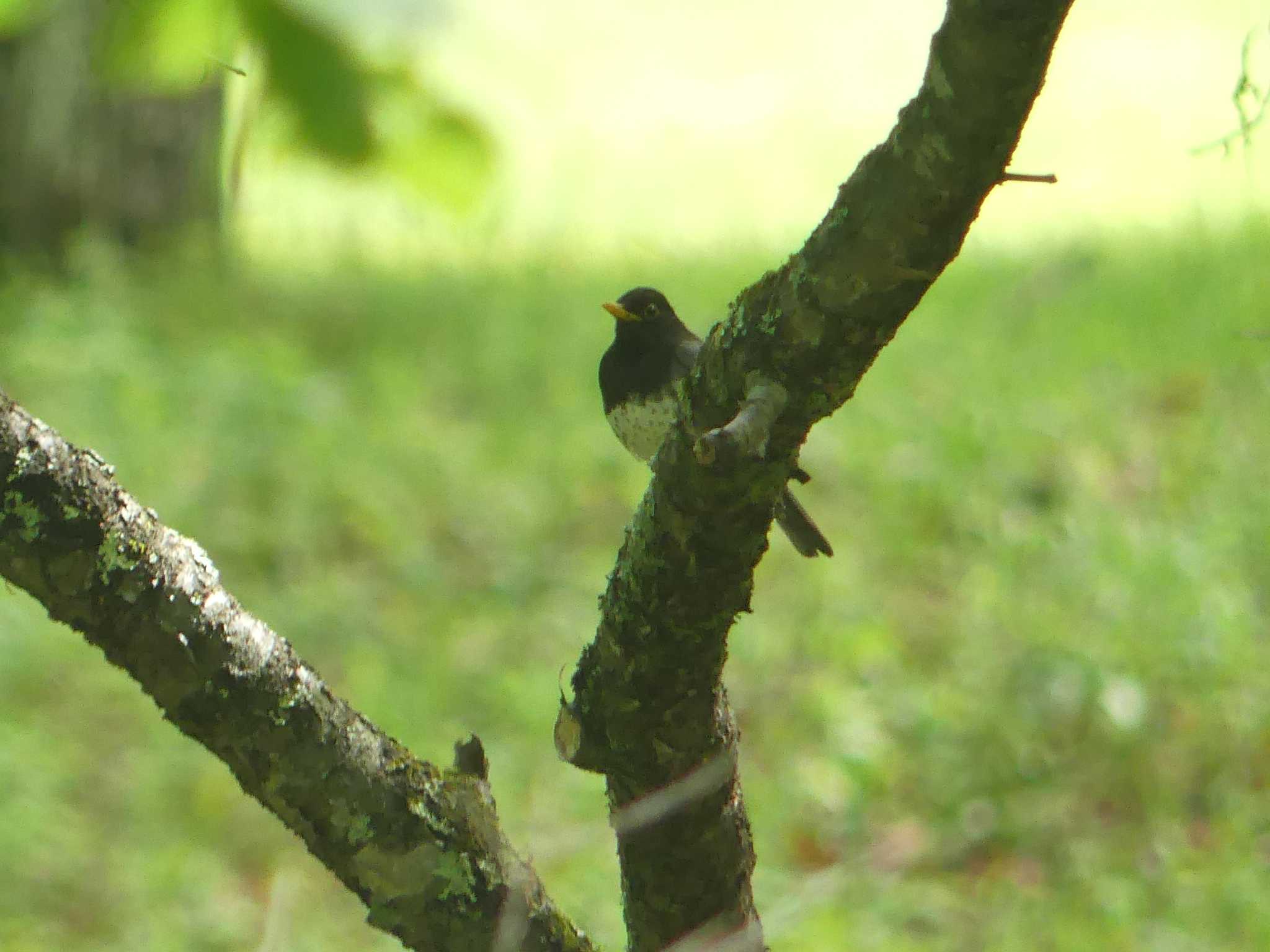 Japanese Thrush