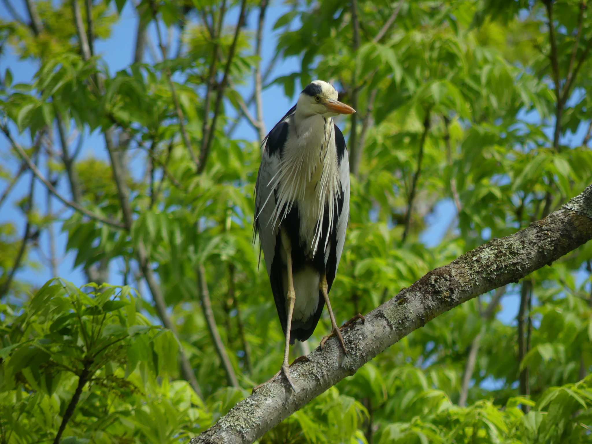 Grey Heron