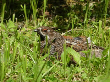 Hazel Grouse Tomakomai Experimental Forest Sun, 6/12/2022