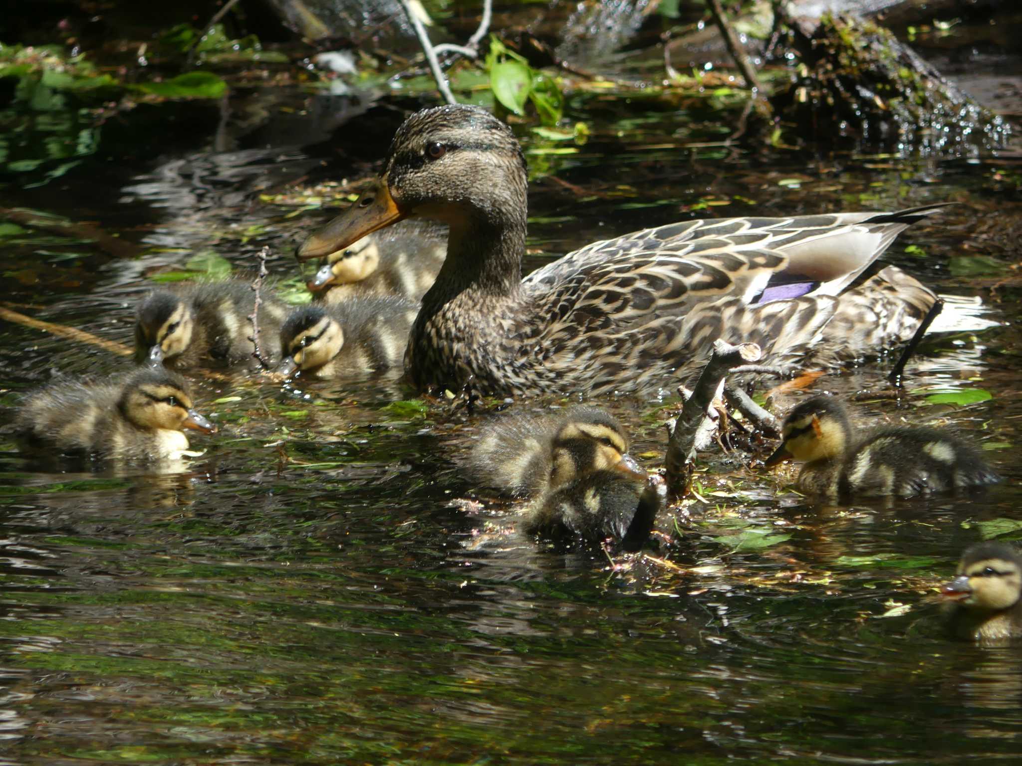 Mallard