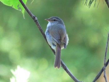 Japanese Bush Warbler 群馬県 Sun, 6/12/2022