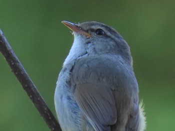 Japanese Bush Warbler 群馬県 Sun, 6/12/2022