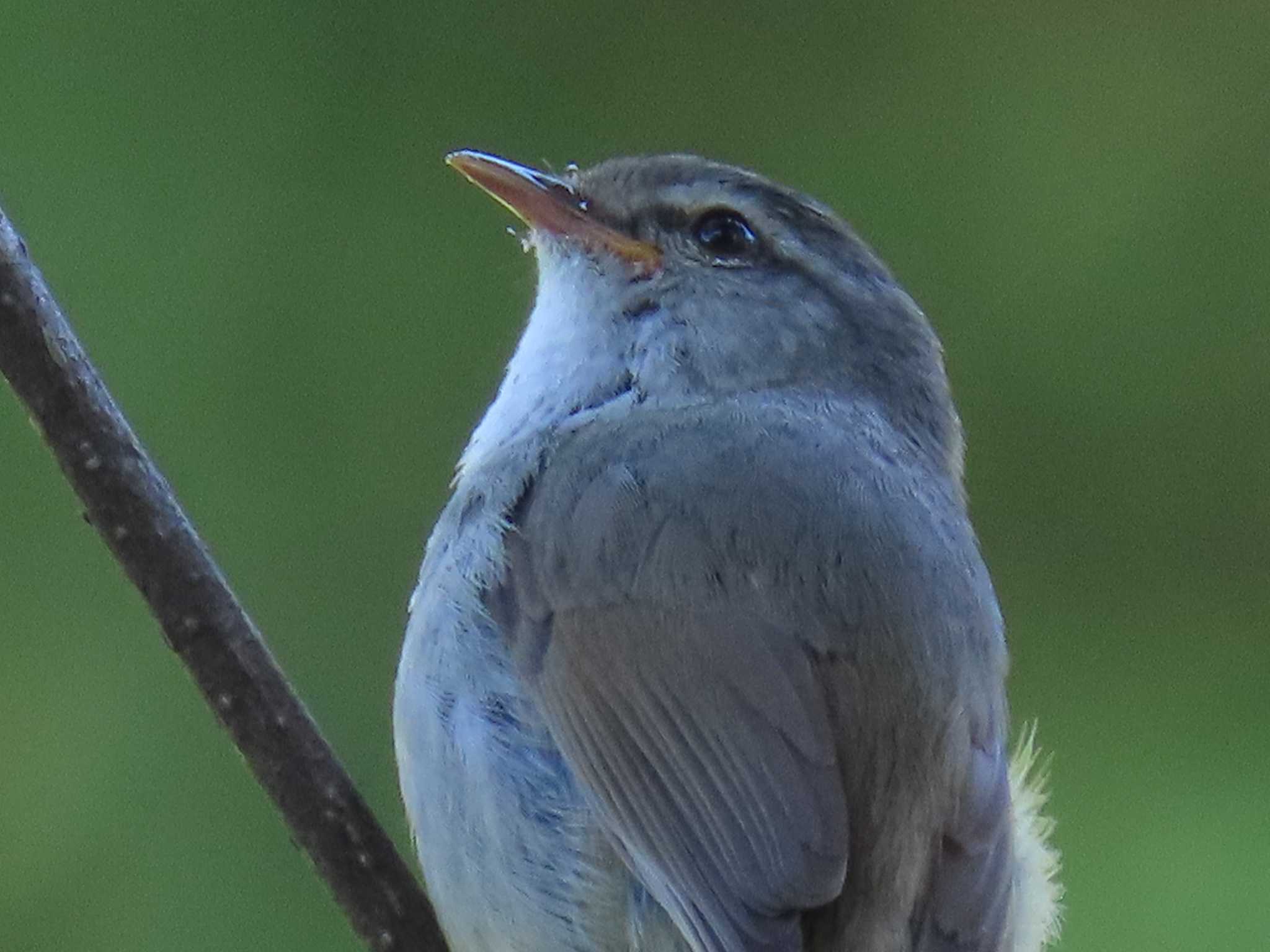 Photo of Japanese Bush Warbler at 群馬県 by ぶんちょーず