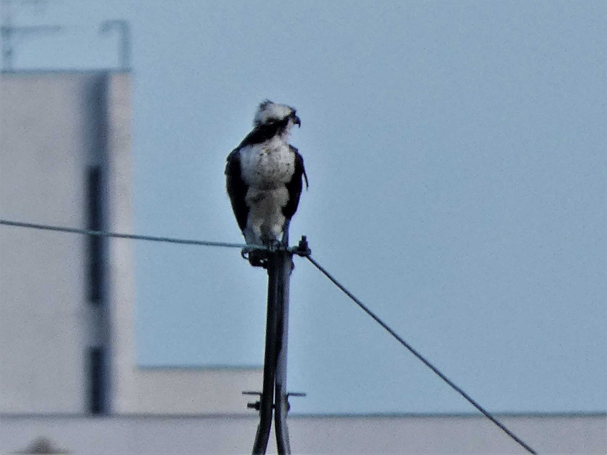 Osprey