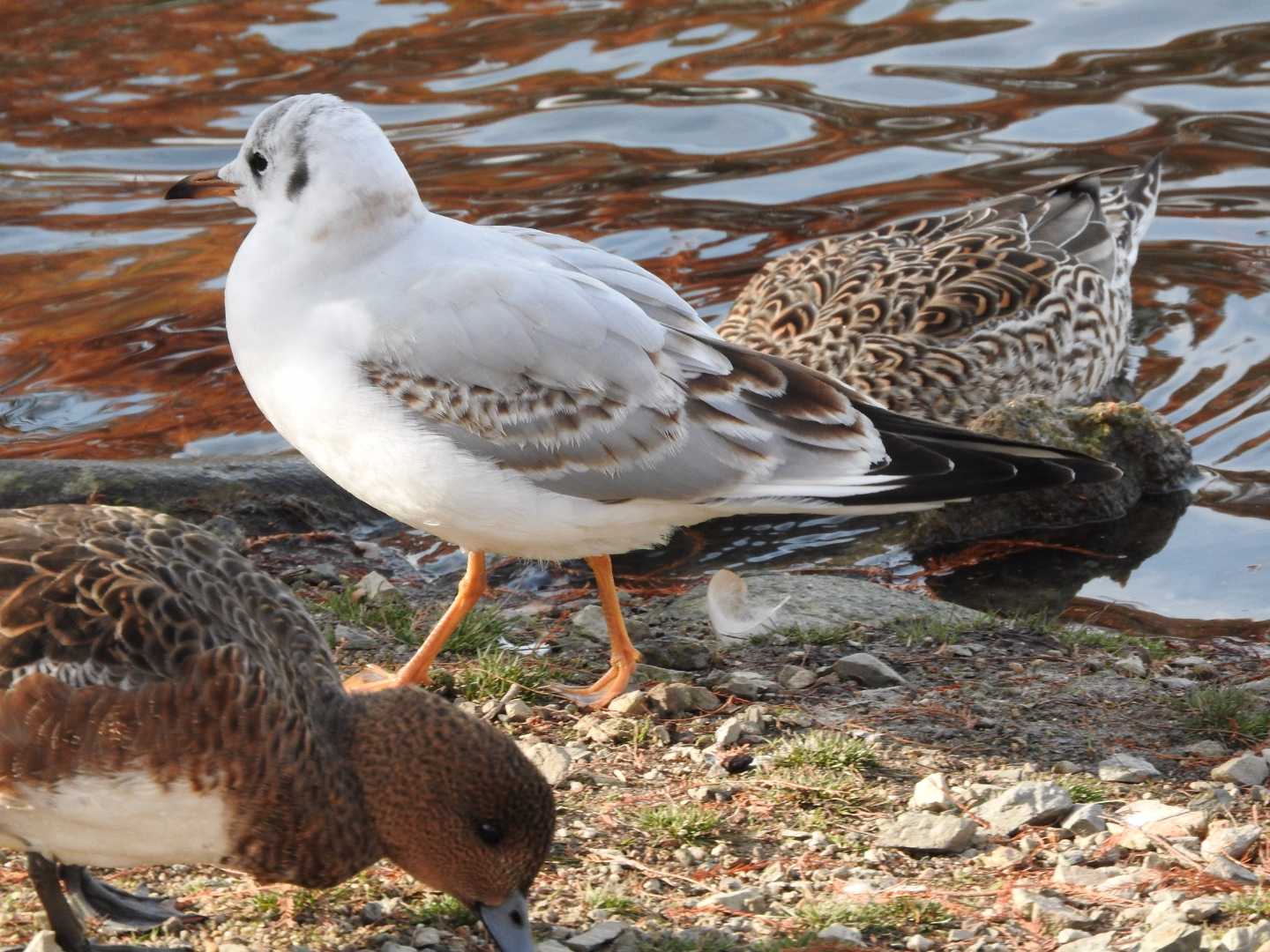 Black-headed Gull