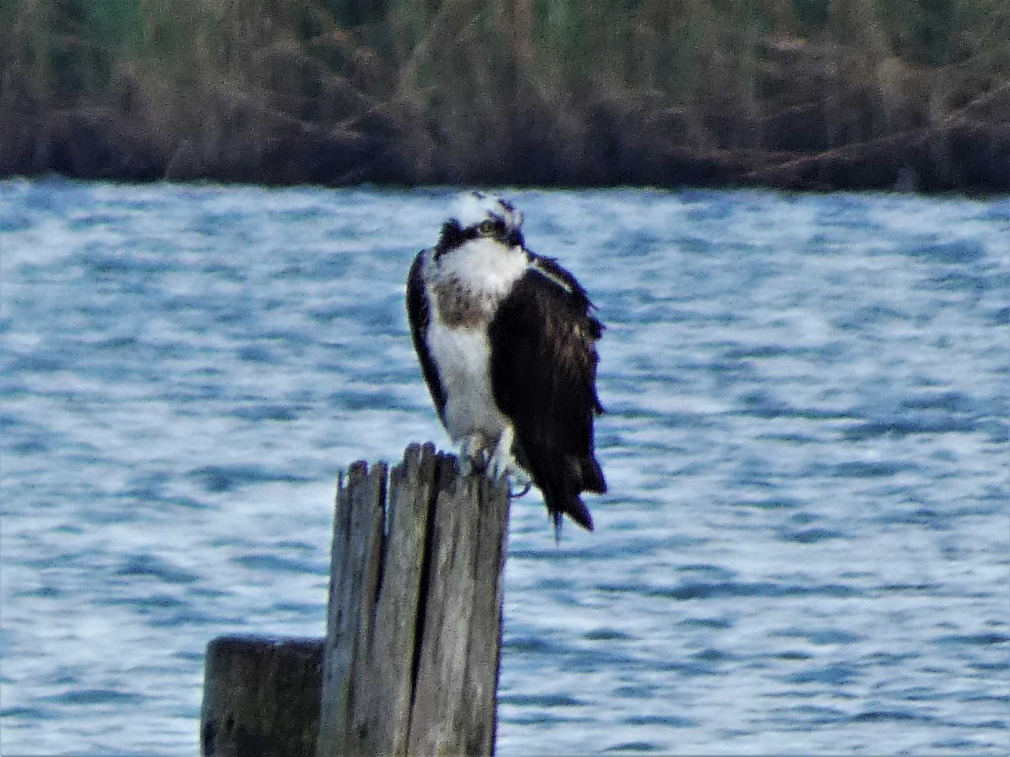 Osprey