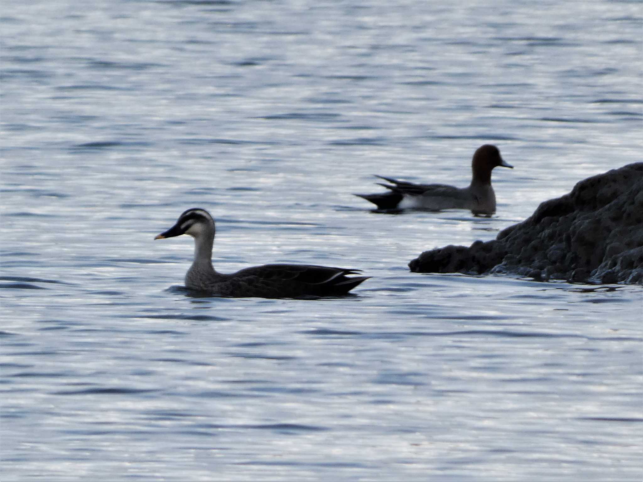 Eastern Spot-billed Duck