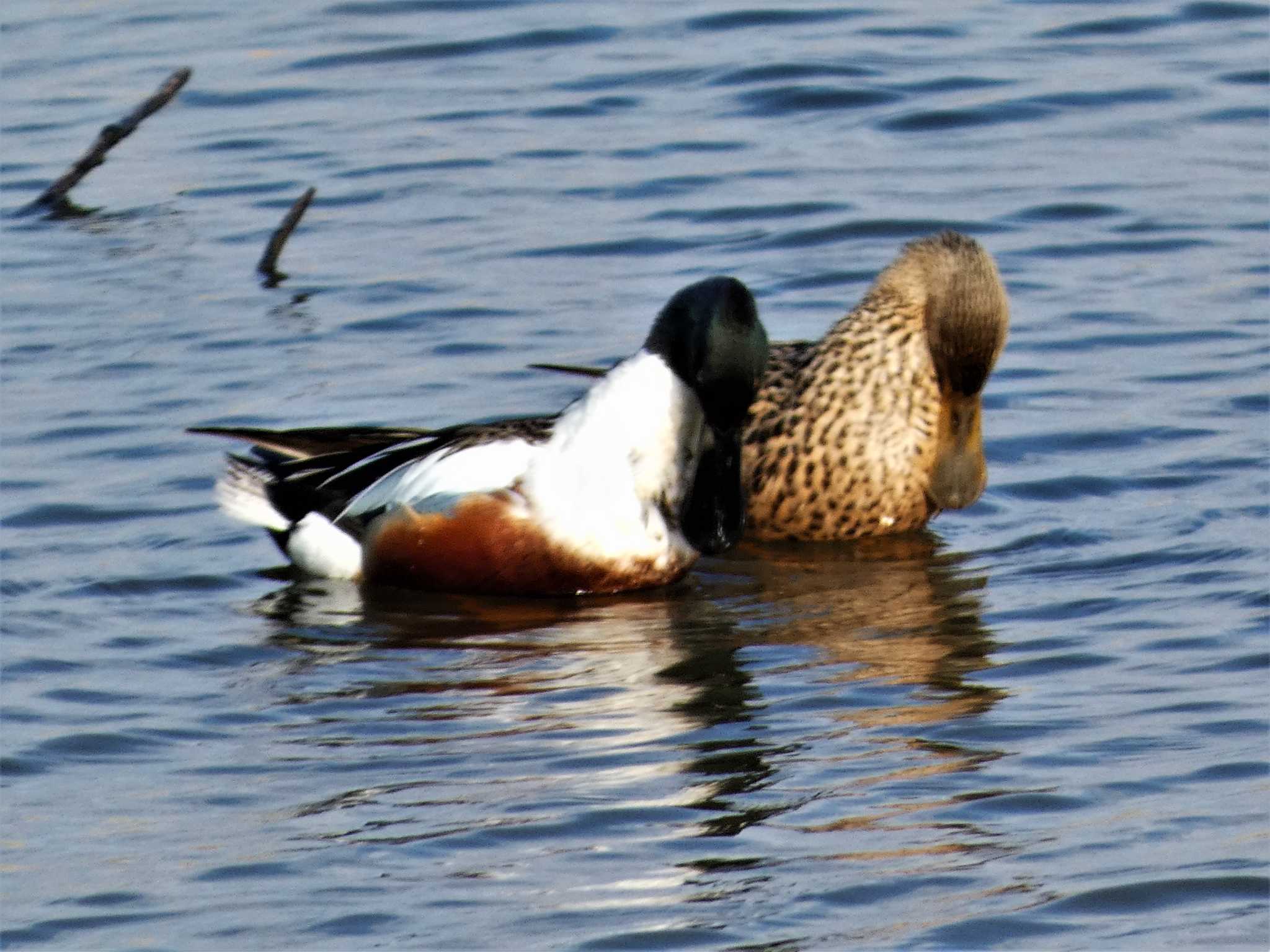 Northern Shoveler