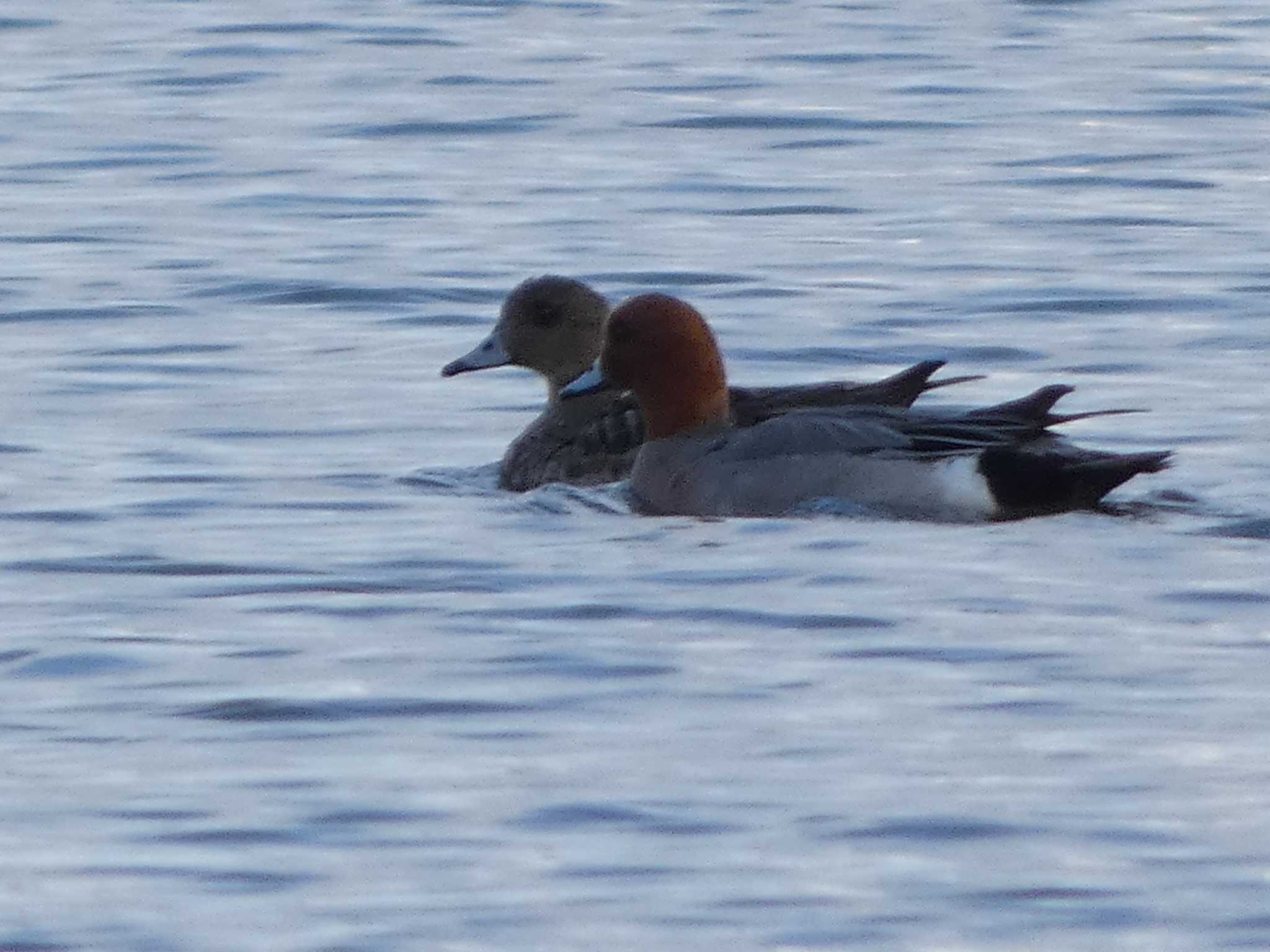 Eurasian Wigeon