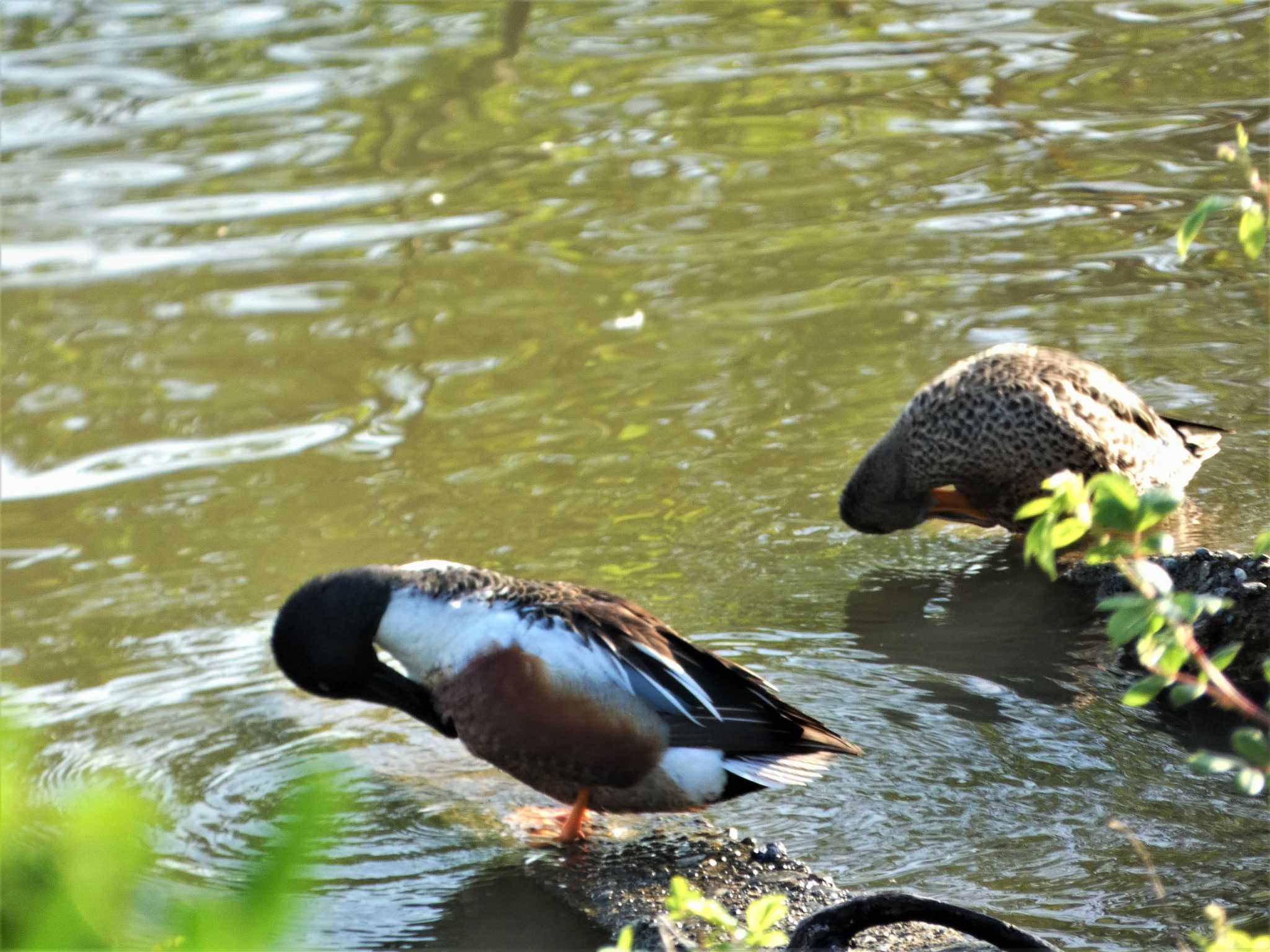 Northern Shoveler