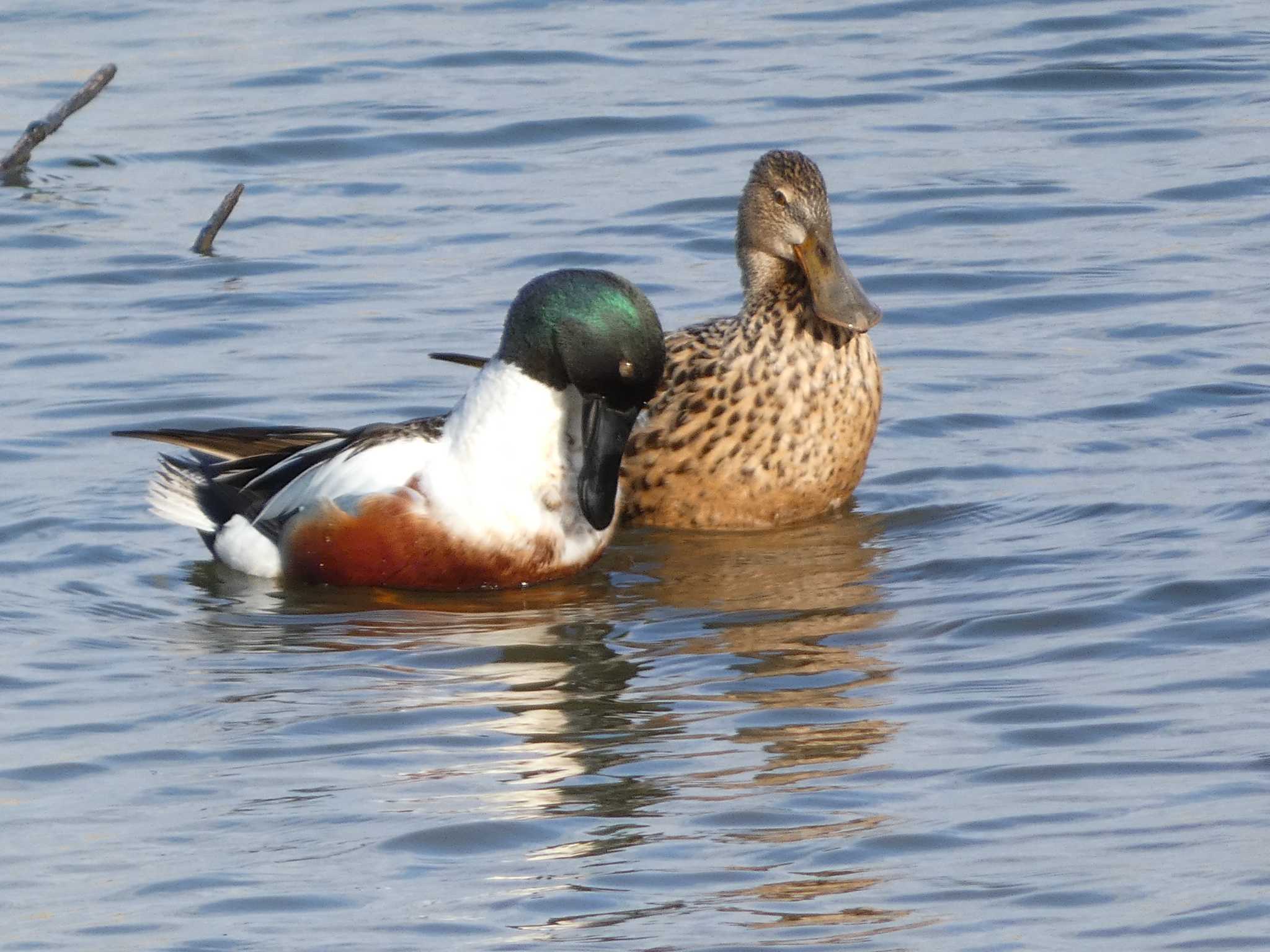 Northern Shoveler