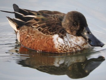 2017年12月7日(木) 昆陽池公園の野鳥観察記録