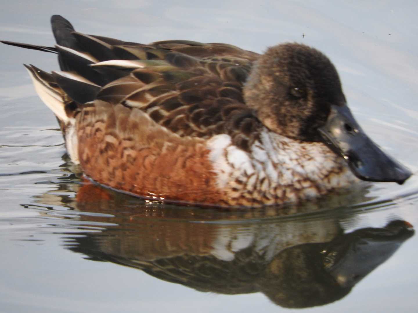 Northern Shoveler