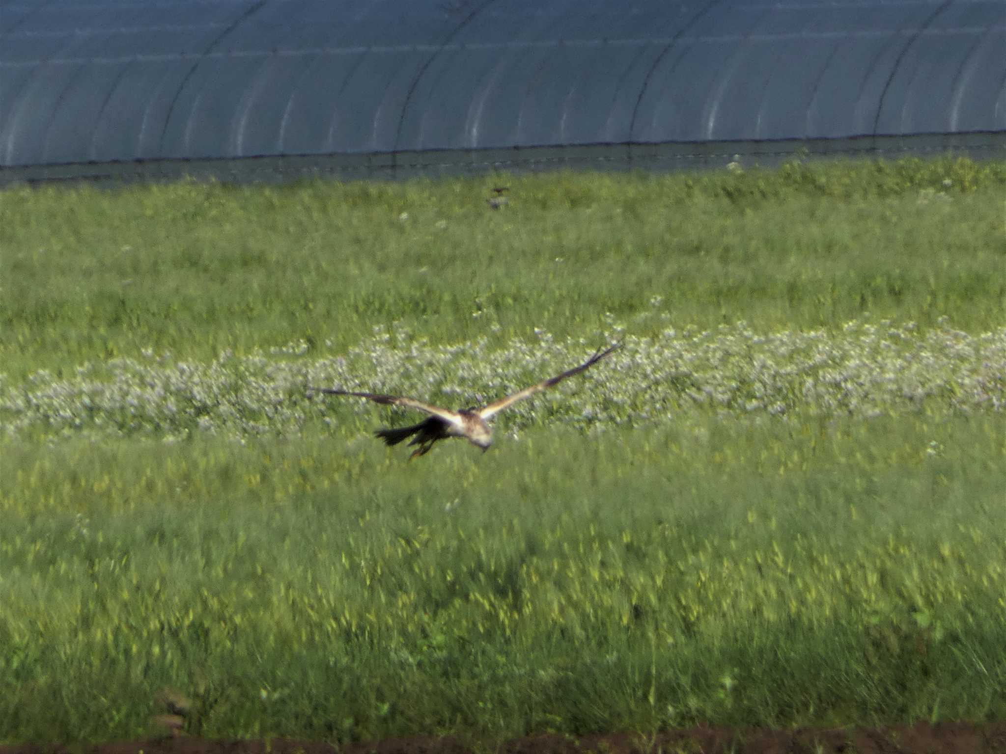 Eastern Buzzard