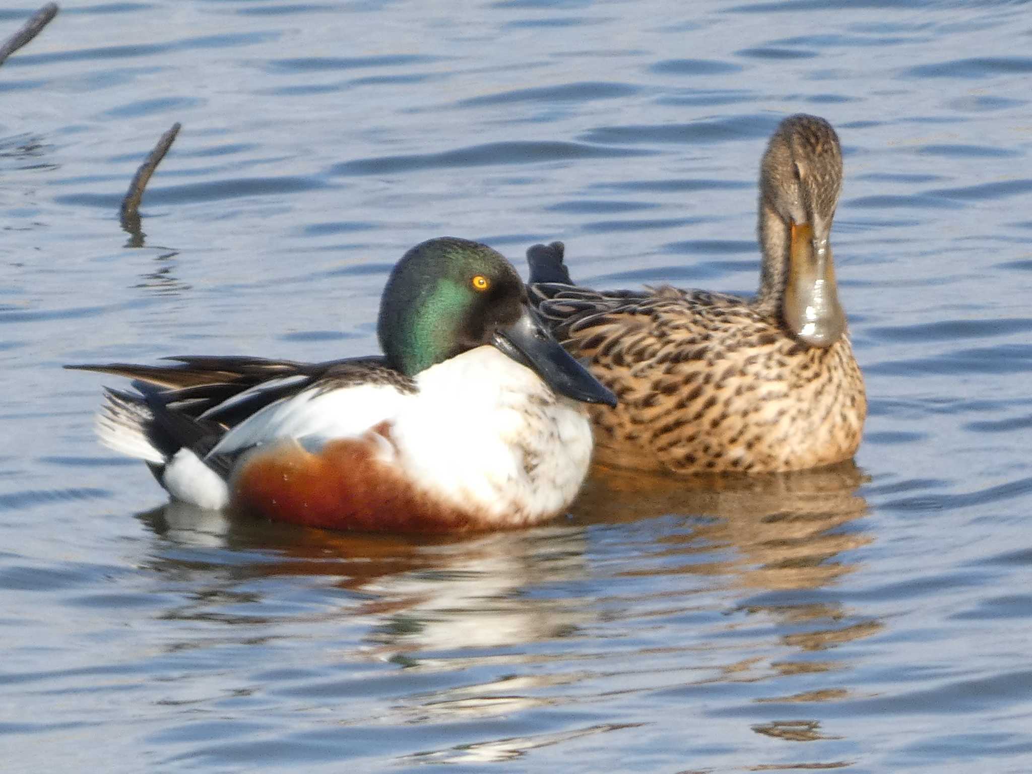 Photo of Northern Shoveler at 河北潟 by koshi