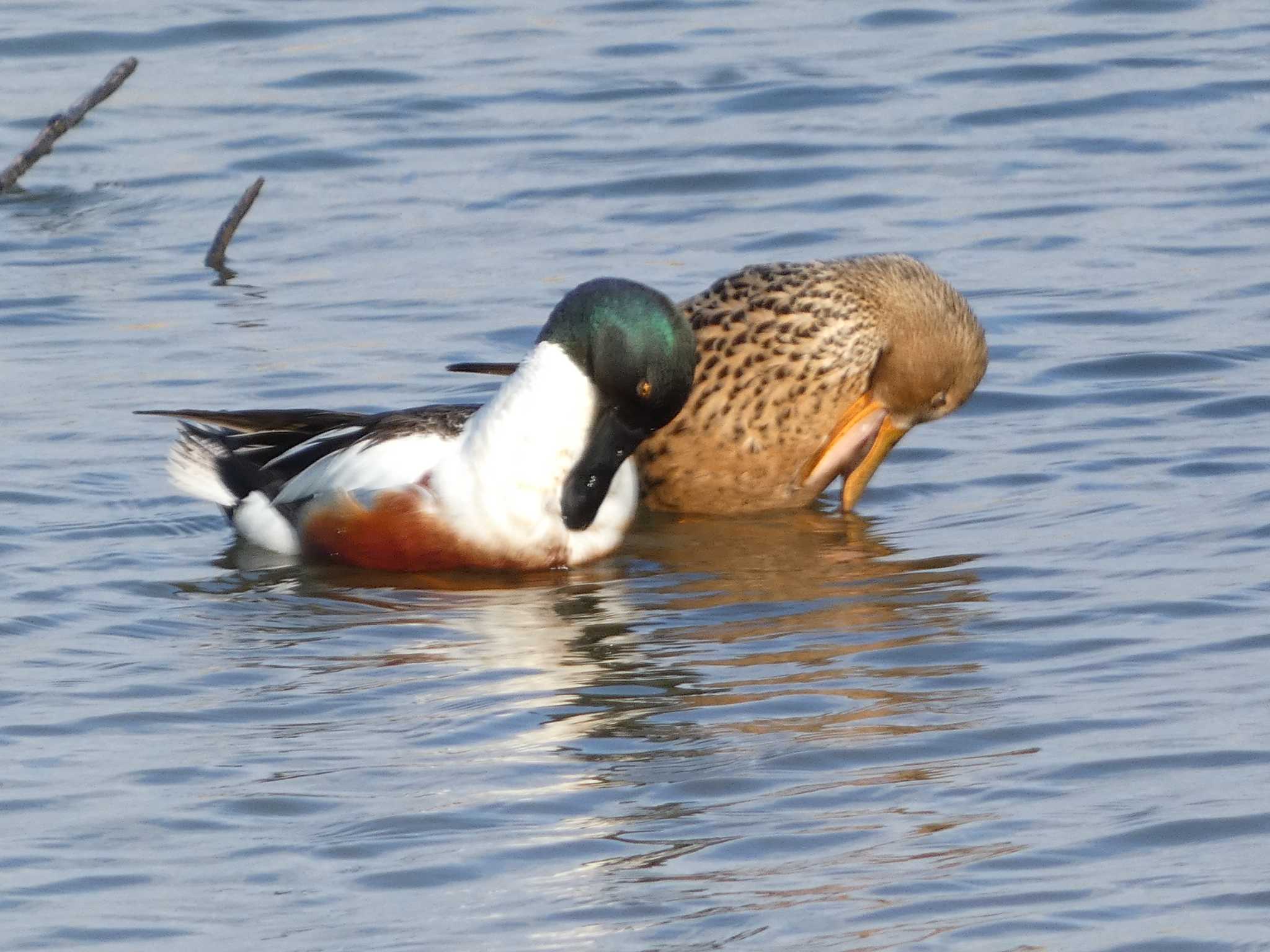 Northern Shoveler