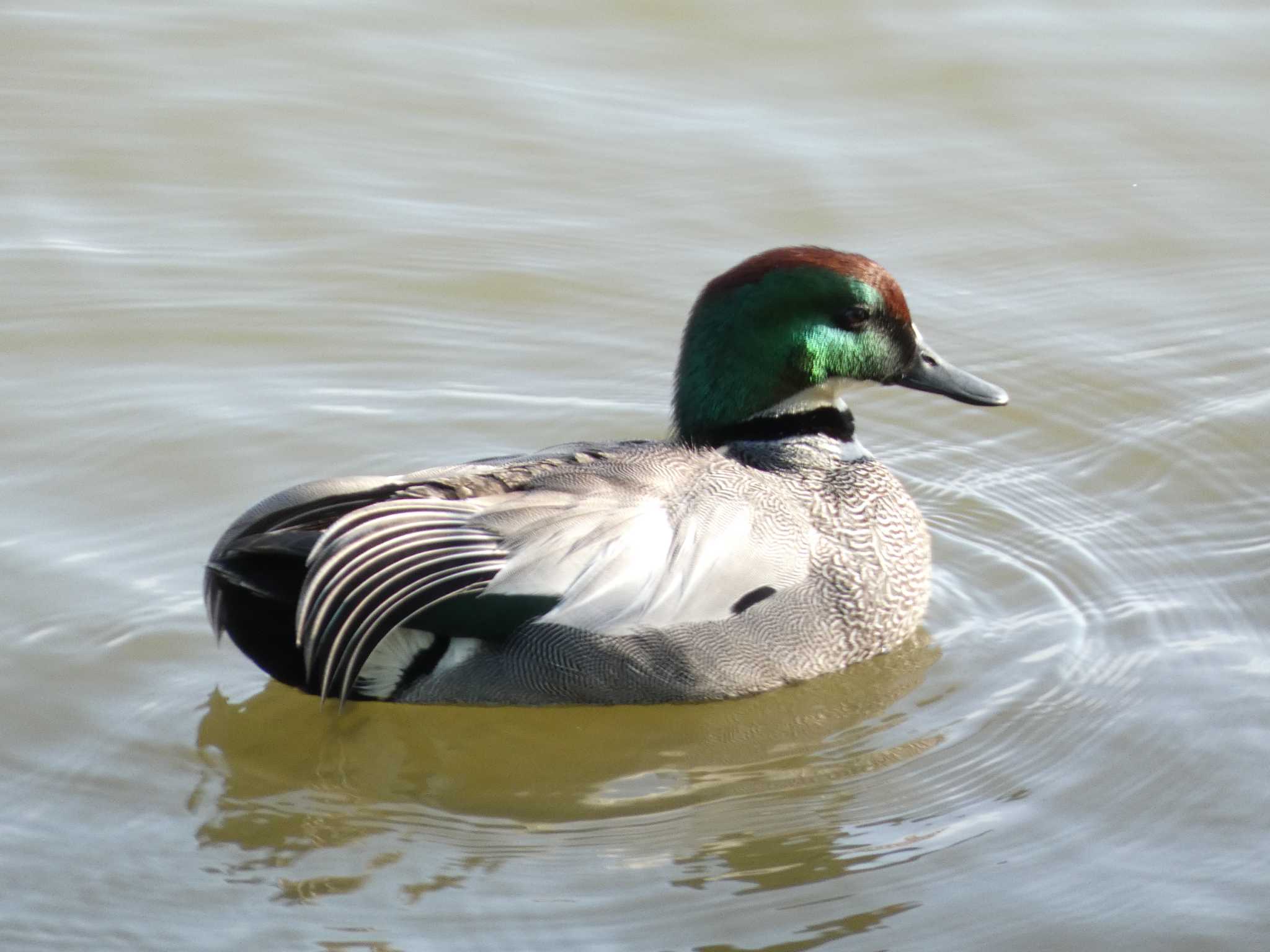 Falcated Duck