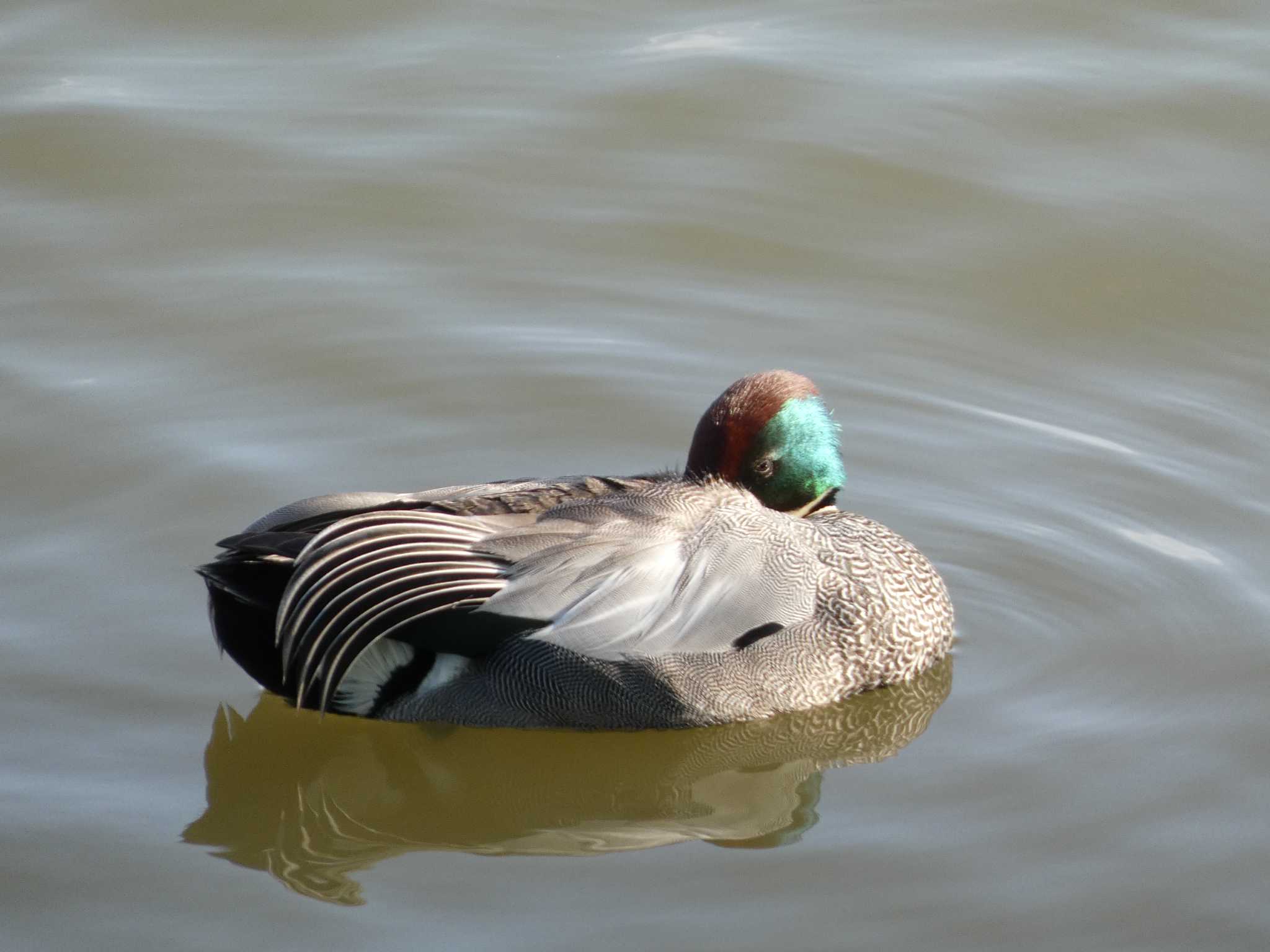 Falcated Duck