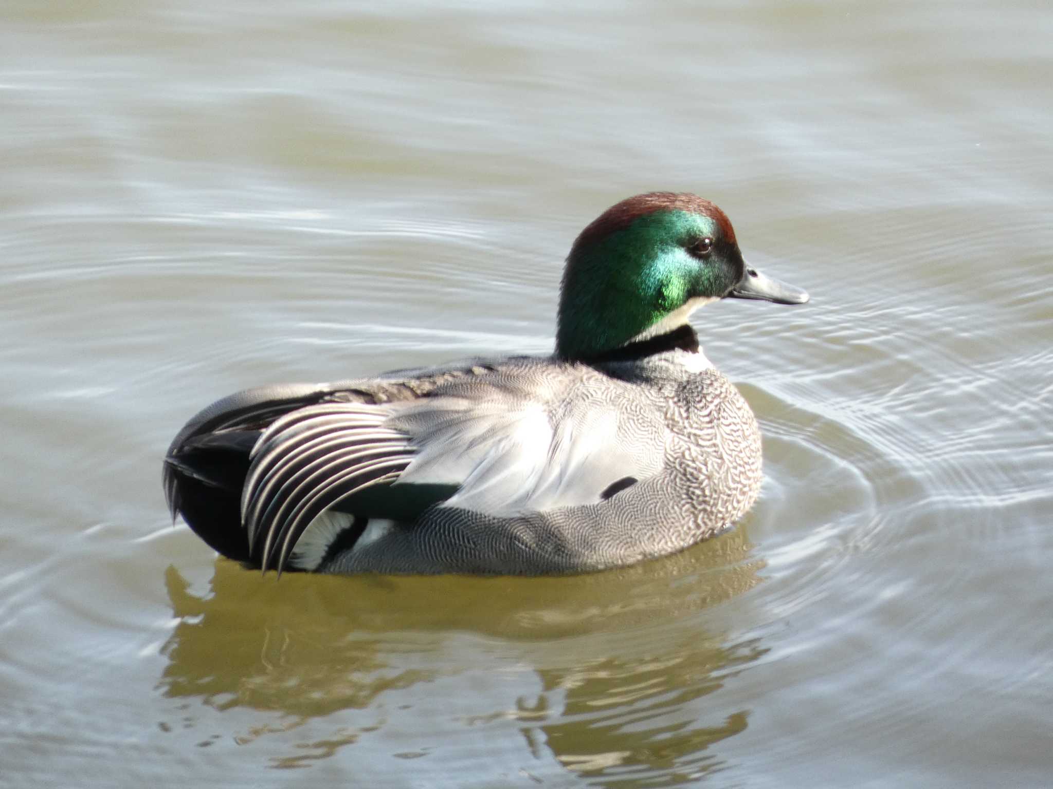 Falcated Duck