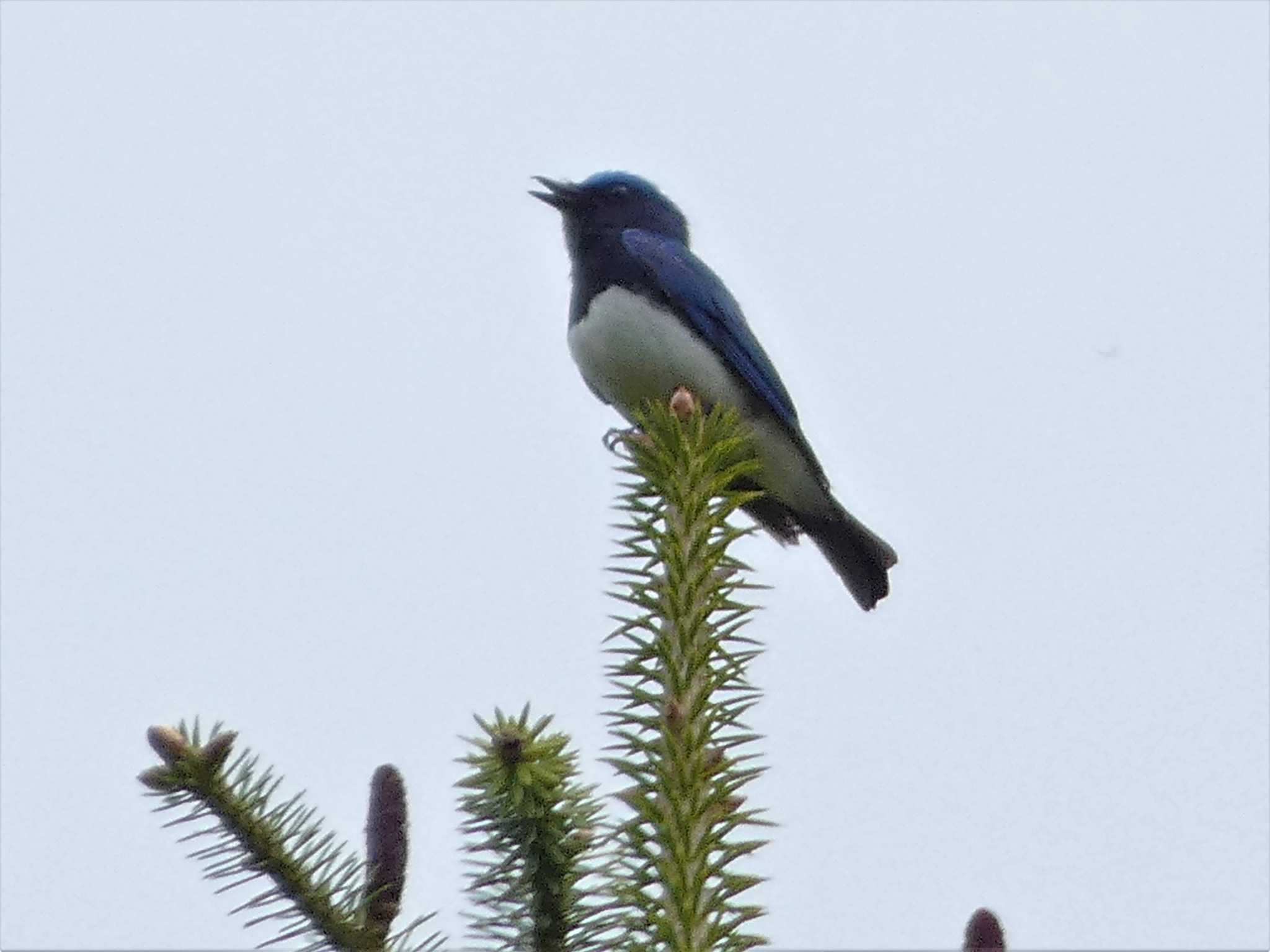 Blue-and-white Flycatcher