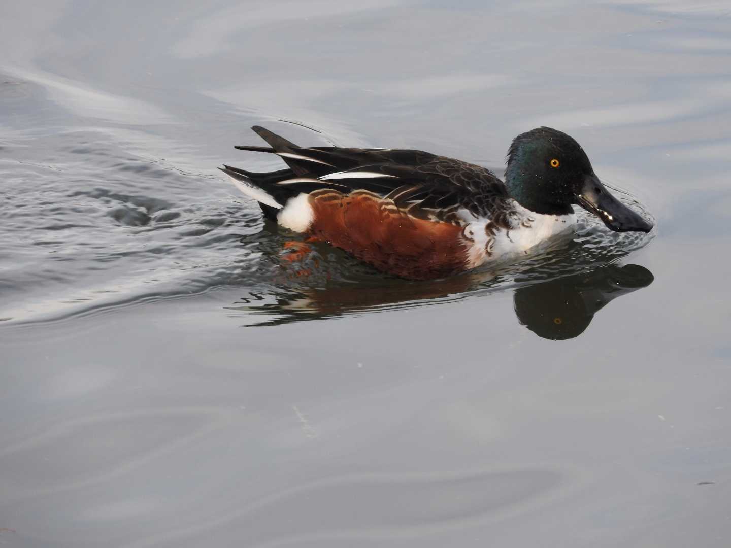 Northern Shoveler