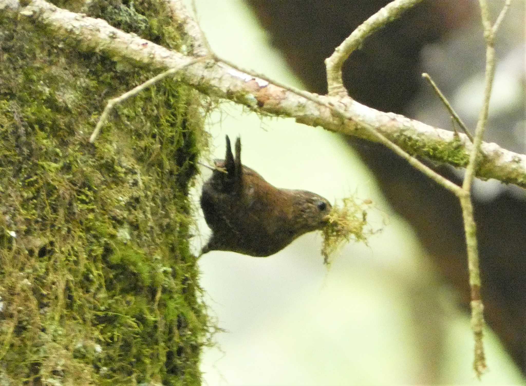 Eurasian Wren