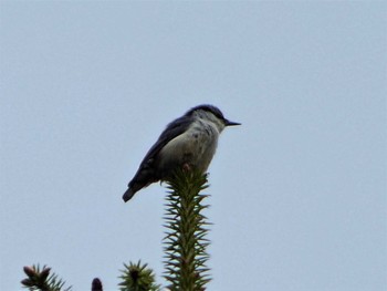 Sun, 6/12/2022 Birding report at 高鉢駐車場