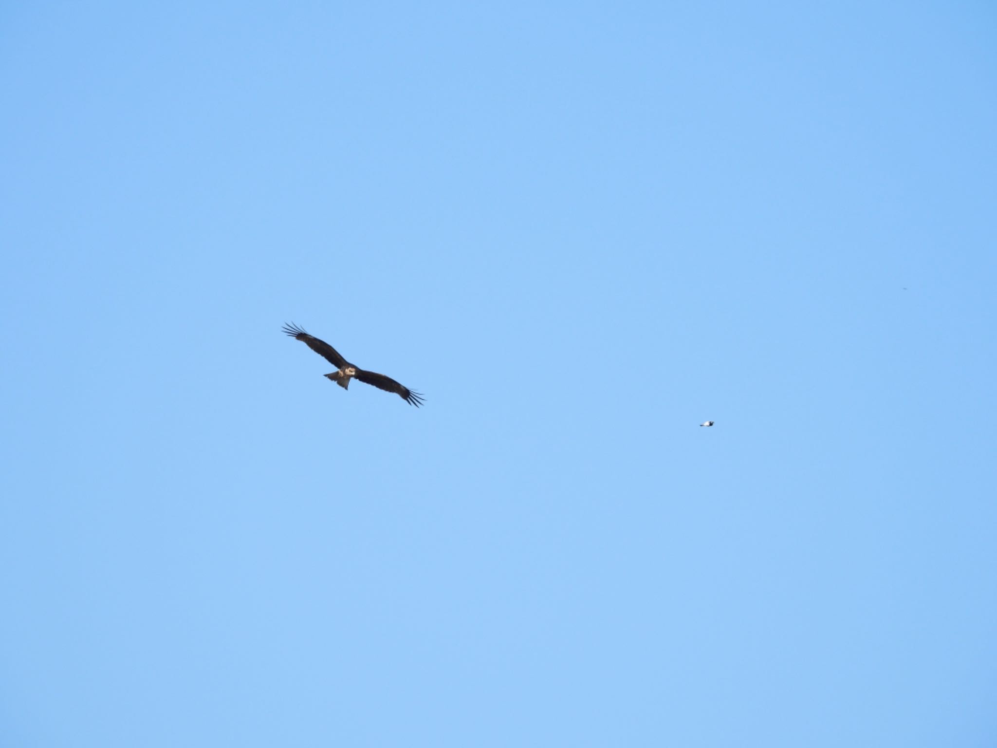 Black Kite