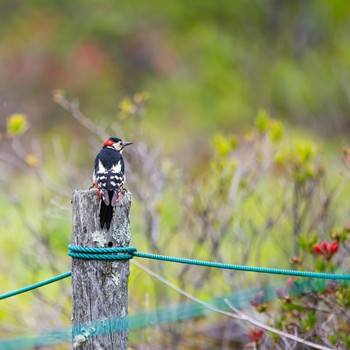 Great Spotted Woodpecker 長野県 Tue, 6/7/2022