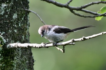 Long-tailed Tit 油山市民の森 Sun, 6/12/2022