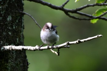 Long-tailed Tit 油山市民の森 Sun, 6/12/2022