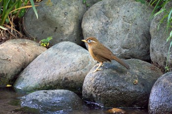 ガビチョウ 野川 2022年5月25日(水)