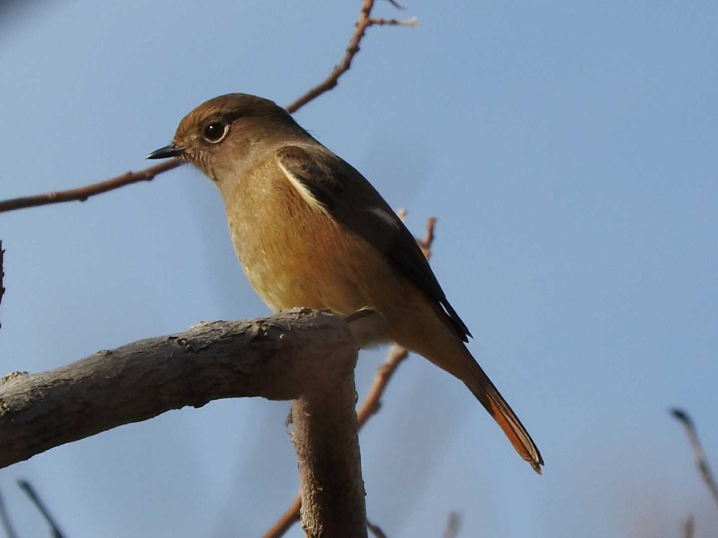 Daurian Redstart