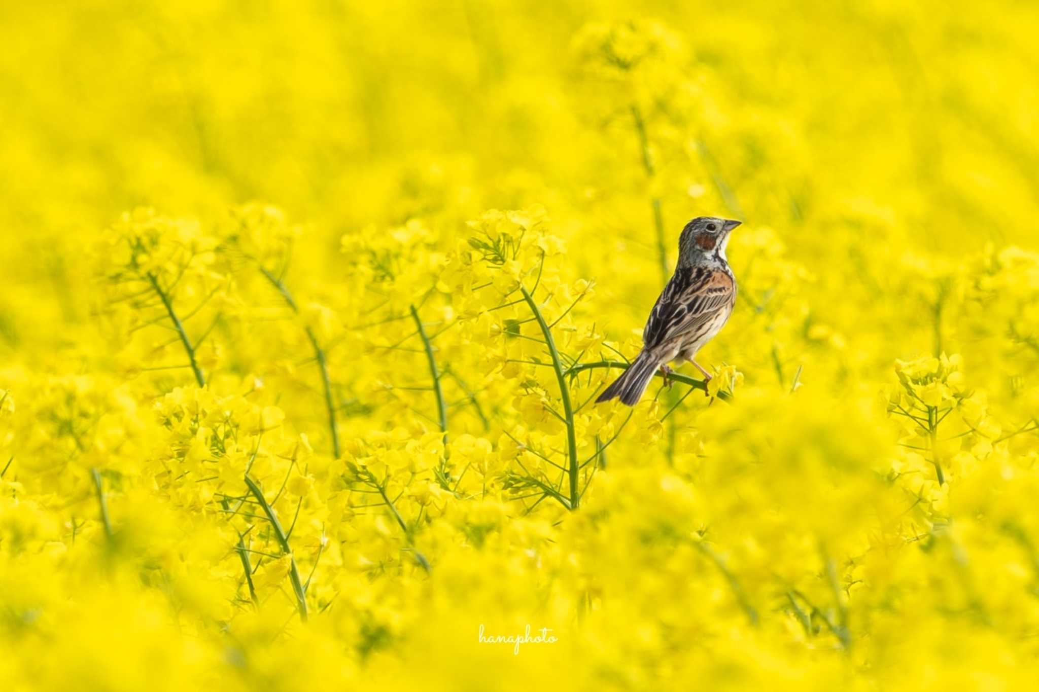 北海道安平町 ホオアカの写真 by hana