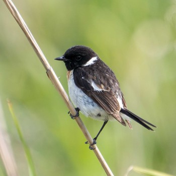 Amur Stonechat 北海道 Mon, 6/6/2022