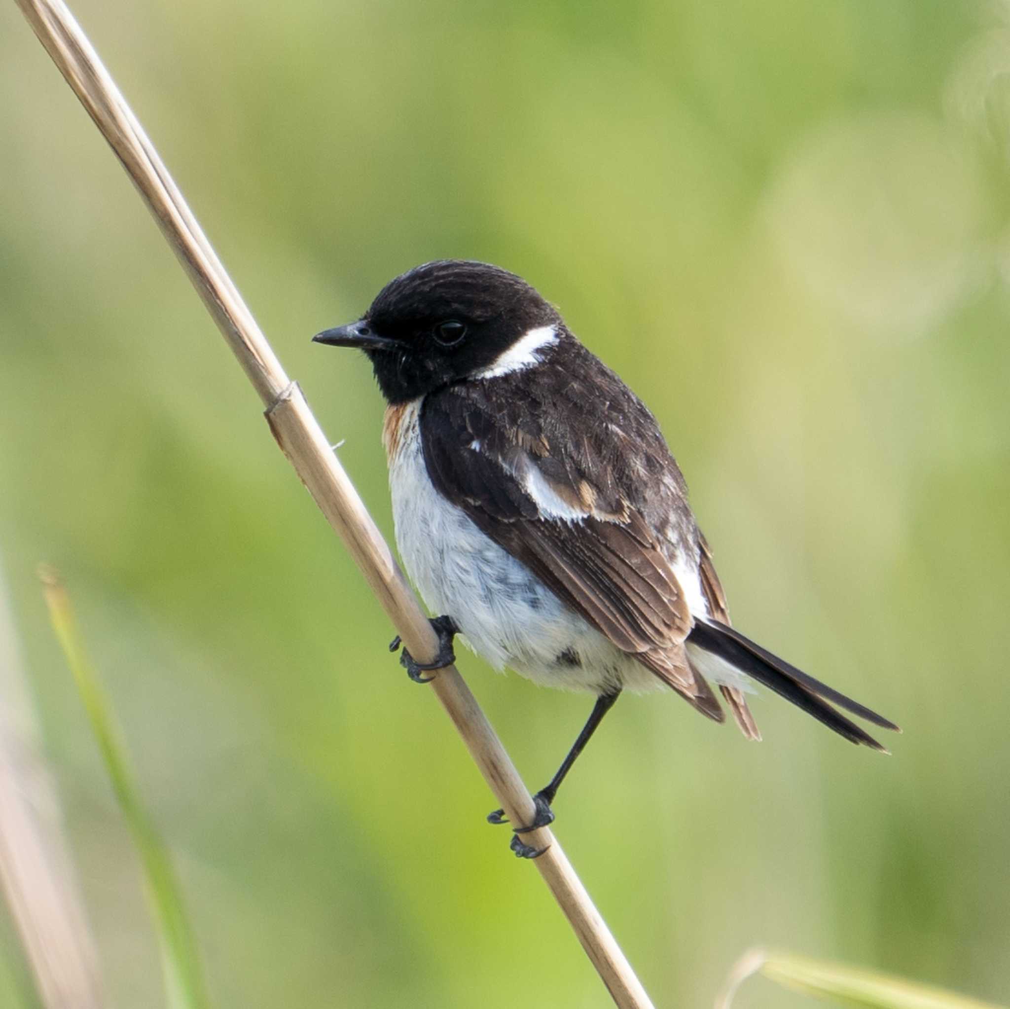 Photo of Amur Stonechat at 北海道 by hana