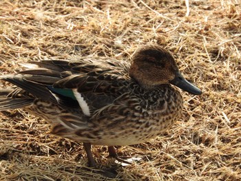 未同定 昆陽池公園 2017年12月7日(木)