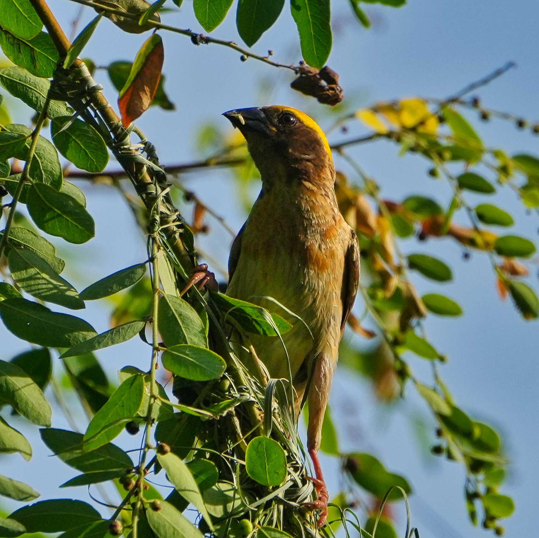 Bang Phra Non-Hunting area キムネコウヨウジャクの写真 by span265