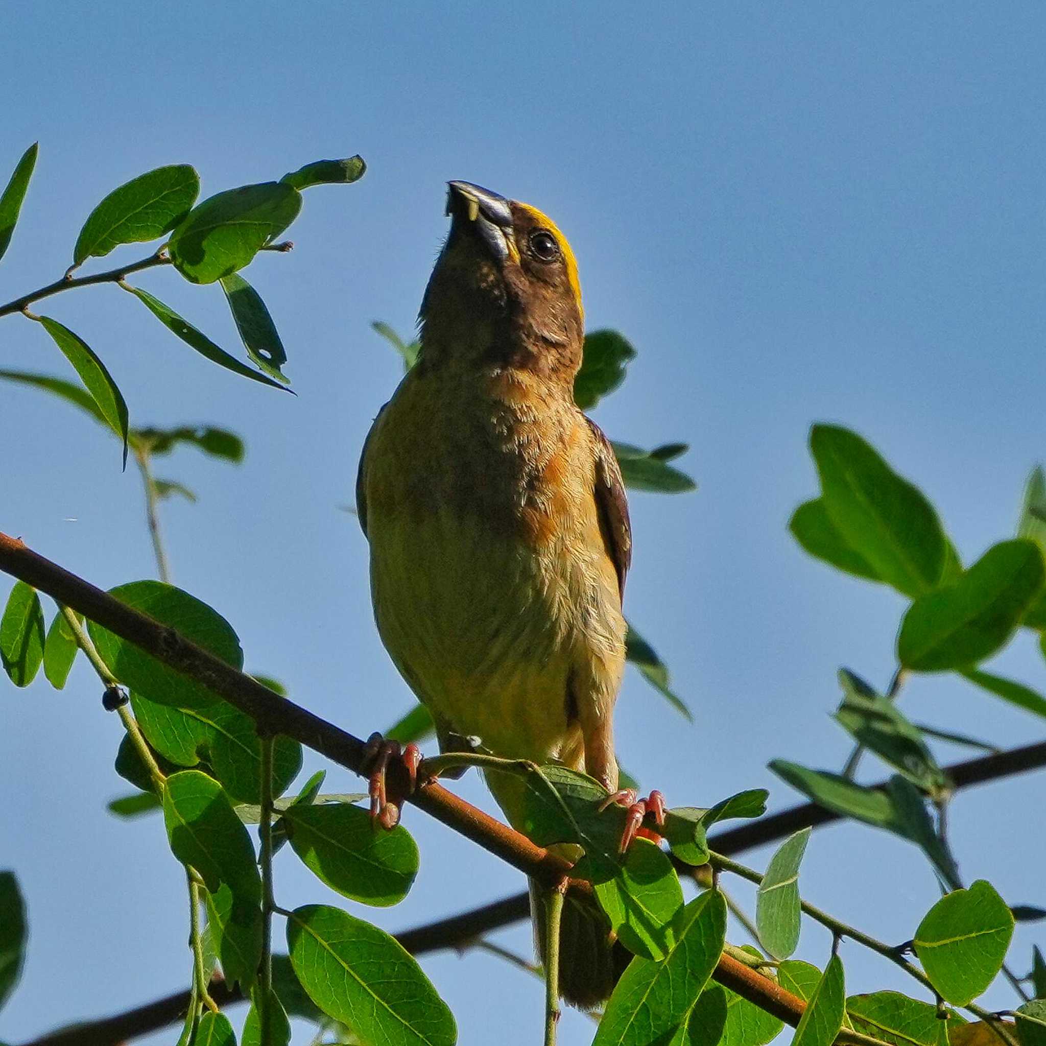 Bang Phra Non-Hunting area キムネコウヨウジャクの写真 by span265