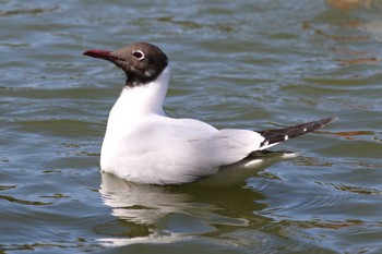 ユリカモメ 明石公園 2022年3月27日(日)