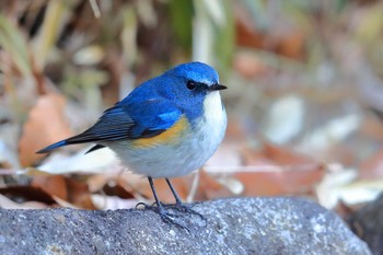 Red-flanked Bluetail Unknown Spots Tue, 1/2/2018