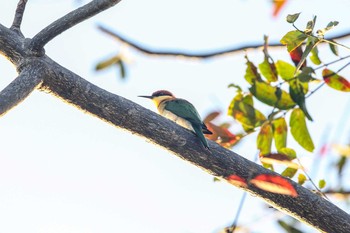 Chestnut-headed Bee-eater Kaeng Krachan National Park Sat, 11/25/2017